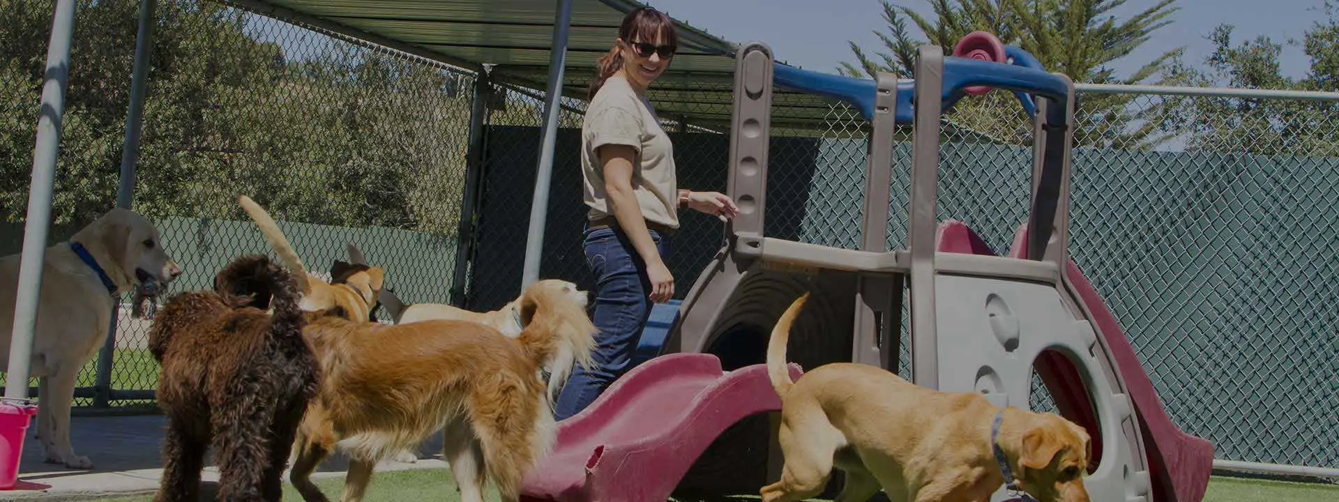 canines pensions - undefined